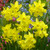 Narcissus 'Sunlight Sensation'