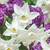 Narcissus 'Starlight Sensation'