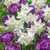 Narcissus 'Starlight Sensation'