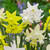 Narcissus Sensation Mix