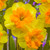 Narcissus 'Slice of Life'