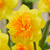 Narcissus 'Double Sunrise'