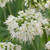 Allium Cernuum 'White Dwarf'