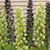 Fritillaria Persica Collection