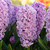 Hyacinth Splendide Cornelia