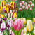 Rembrandt Tulip Collection