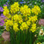 Narcissus Unusual Jonquilla Collection