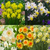 Narcissus Unusual Jonquilla Collection