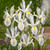 Iris Dutch Collection