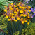 Iris Dutch Collection