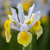 Iris Dutch Collection