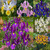 Iris Dutch Collection