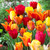 Tulip Blend Collection