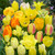 Tulip Blend Collection
