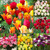 Tulip Blend Collection