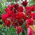 Tulip Blend Collection