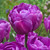 Tulip Romantic Honeymoon Bouquet Collection