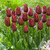 Tulip Romantic Honeymoon Bouquet Collection
