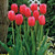 Tulip 'Renown'