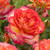 HT Rose Collection