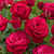 HT Rose Collection