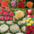 HT Rose Collection