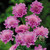 Scabiosa Collection (7cm Pot Grown Plants)