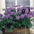 Scabiosa Collection (7cm Pot Grown Plants)