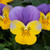 Viola Teardrops Yellow Purple Wing