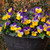 Viola Teardrops Yellow Purple Wing