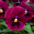 Viola Teardrops Rose Blotch