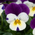 Viola Teardrops Collection