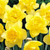Narcissus Dick Wilden 14cm+