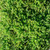 Chamaemelum nobile 'Treneague'