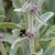 Stachys byzantina (Lambs Ear)