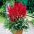 Astilbe 'Fanal'