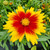 Coreopsis Solar Jewel