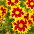 Coreopsis Solar Jewel
