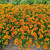 Coreopsis Solar Jewel