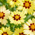 Coreopsis Solar Moon