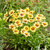 Coreopsis Solar Moon