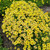 Coreopsis Solar Moon