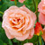 Rose 'Elizabeth of Glamis'
