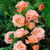 Rose 'Elizabeth of Glamis'