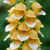 Digitalis lanata
