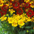 Helenium autumnale Helena Yellow