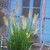 Ornamental Grass Collection x 5