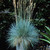 Ornamental Grass Collection x 5