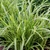 Carex morrowii 'Ice Dance'