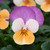 Viola Teardrops Apricot Purple Wing